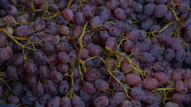 Full frame close up background of fresh harvested red grapes