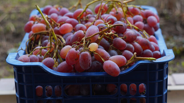 High angle view of harvested red grapes in a blue plastic crate outdoors
