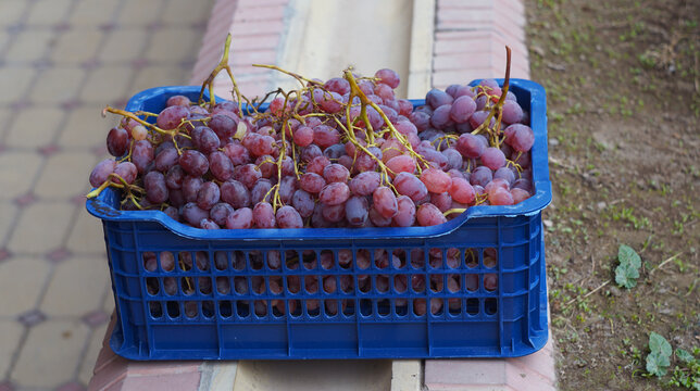 High angle view of harvested red grapes in a blue plastic crate outdoors