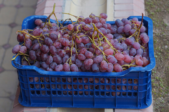 High angle view of harvested red grapes in a blue plastic crate outdoors