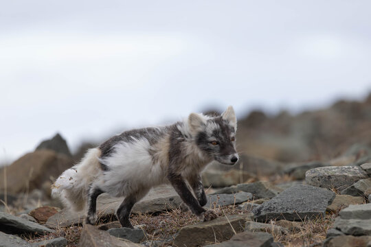 Hunting arctic fox