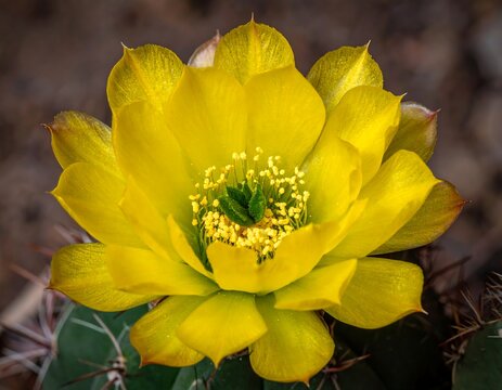A close-up of a vibrant yellow cactus flower