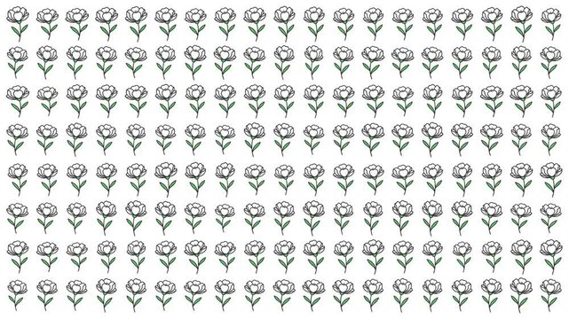 Video Motion Pattern White Rose