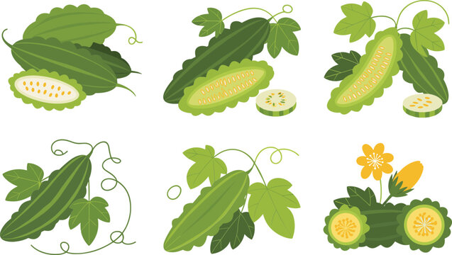 Bitter melon vegetable set isolated on white background flat vector design illustration