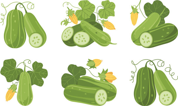 Collection of fresh green zucchini vector illustrations with leaves and flowers