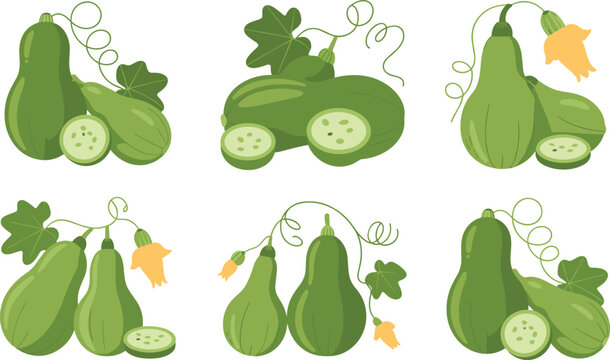 Fresh green squash vector collection with whole and sliced pieces