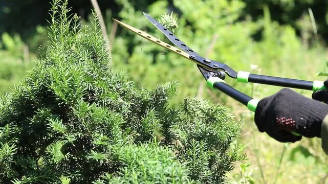 Gardener trims ornamental shrubs with large garden shears. Garden care. The process of forming the crown of coniferous plants. Hands in protective gloves hold garden shears. Trimming a hedge