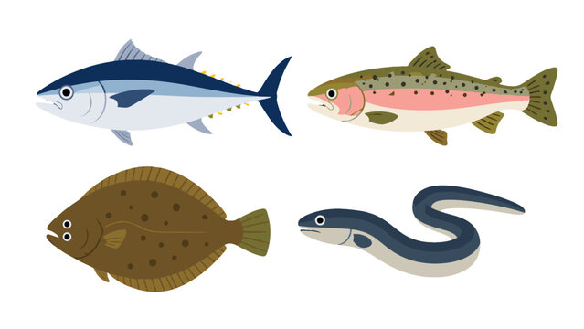 Flat vector set of tuna trout flounder and eel fish