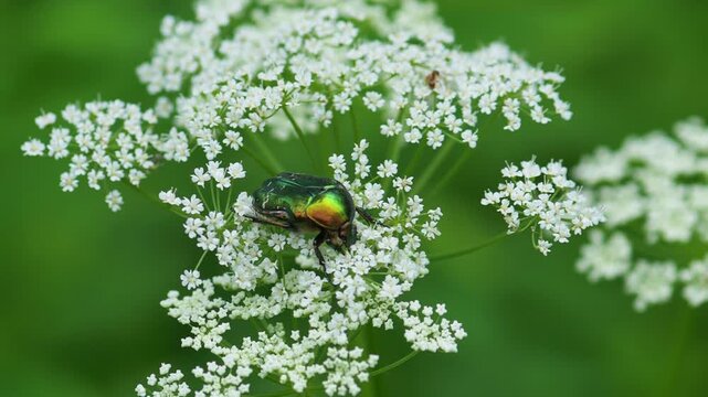 Macro Close-Up of a Metallic Green Rose Chafer Beetle Feeding on White Wildflowers