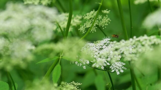 Macro Video of a Striped Hoverfly Hovering Over Delicate White Wildflowers