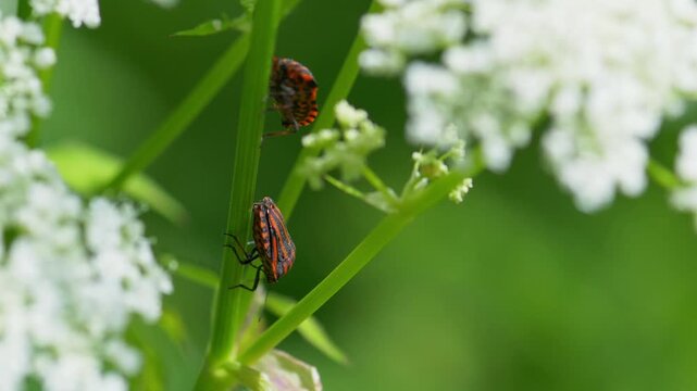 Two red and black striped shield bugs climbing on a green plant stem among white flowers