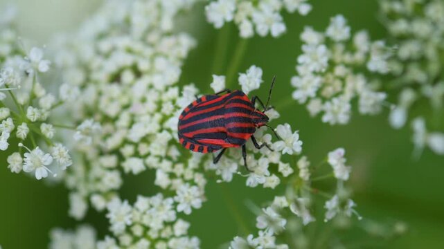 Top-down view of a red and black striped shield bug resting on white umbellifer flowers