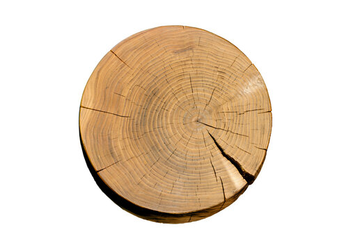 Detailed natural cut reclaimed wood tree with circle growth rings pattern. Unfinished tree slice with curved lines.
