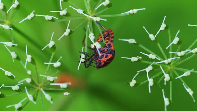 Red and black striped shield bug clinging upside down to a green umbellifer plant stem