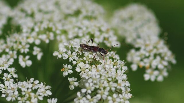 Slender longhorn beetle with long antennae crawling on white umbellifer flowers against a green background