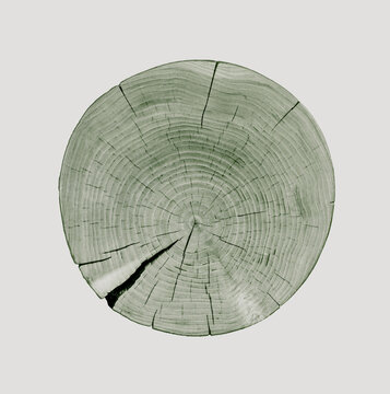 Detailed green monotone reclaimed wood tree with circle growth rings pattern. Grayscale tree slice with curved lines.