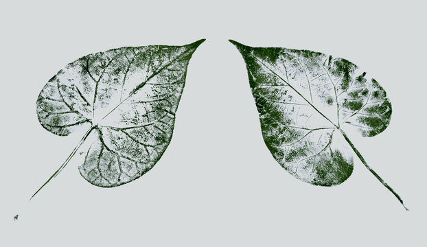 Leaf botanical illustration sketch drawing on neutral gray and green for decorative print or natural background. Floral motif print for card or invitation design.
