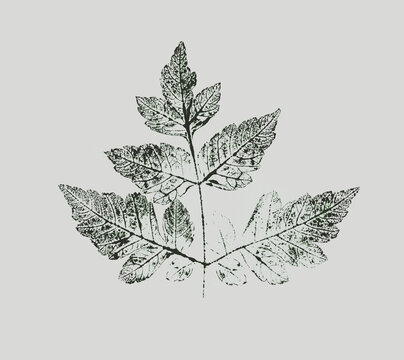 Leaf botanical illustration sketch drawing on neutral gray and green for decorative print or natural background. Floral motif print for card or invitation design.