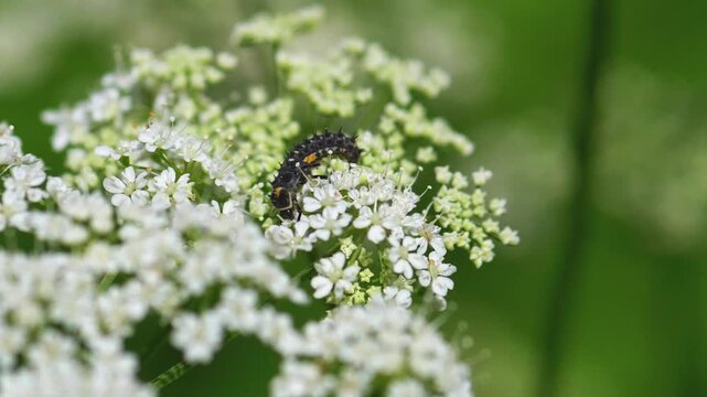 Black and orange spotted ladybug larva crawling on tiny white umbellifer flowers in a green garden