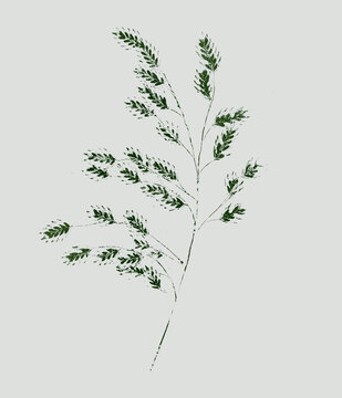Wheat botanical illustration sketch drawing on neutral gray and green for decorative print or natural background. Floral motif print for card or invitation design.