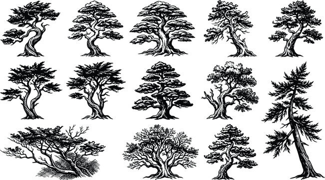 Collection of decorative bonsai tree silhouettes featuring gnarly trunks and detailed foliage in vintage woodcut artistic style