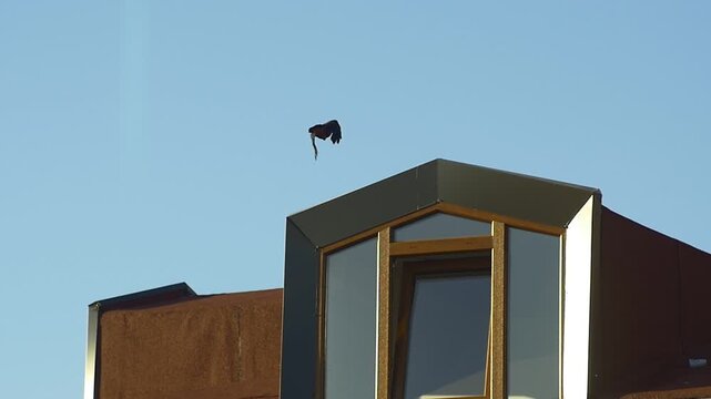 A hooded crow spreading its wings and taking off from the apex of a modern building's rooftop dormer window against a clear blue sky.