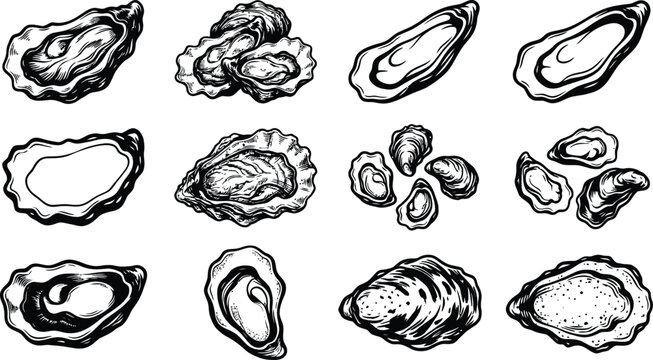 Selection of oyster shells in various open and closed positions for seafood and dining concepts