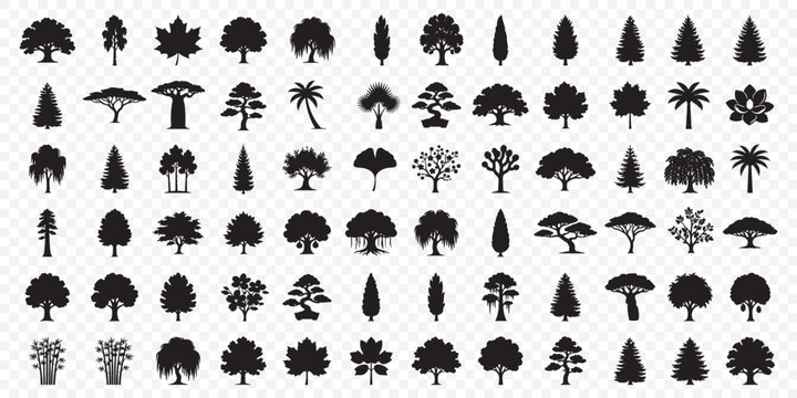 Redwood tree silhouette vector set, giant sequoia and evergreen conifer icons, forest pine nature graphics isolated on white background, redwood. Minimalist pine trees silhouette set for landscapes