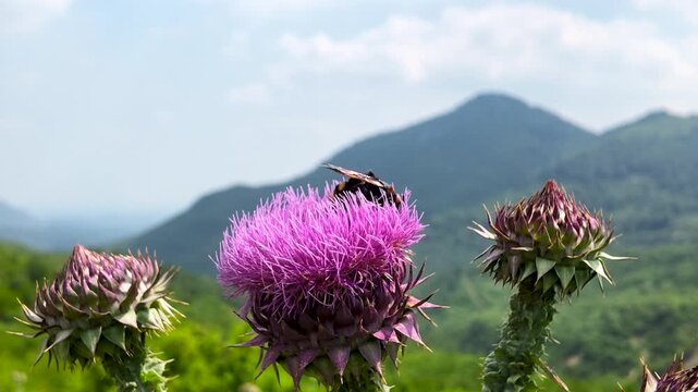A bumblebee on a purple milk thistle flower in a mountainous wild nature landscape.
Wild purple thistle blossom with a honey bee close up on a green mountains background.