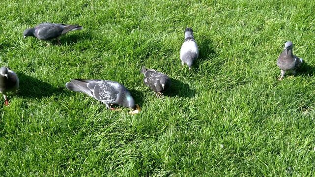 A flock of pigeons on a lush green lawn, with one pigeon in the foreground pecking at and eating a piece of bread crust in bright sunlight. High-angle shot