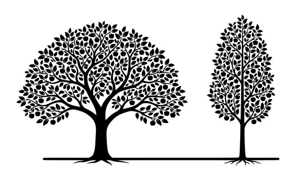 Round broadleaf tree and tall narrow ornamental tree silhouettes isolated on white background vector illustration