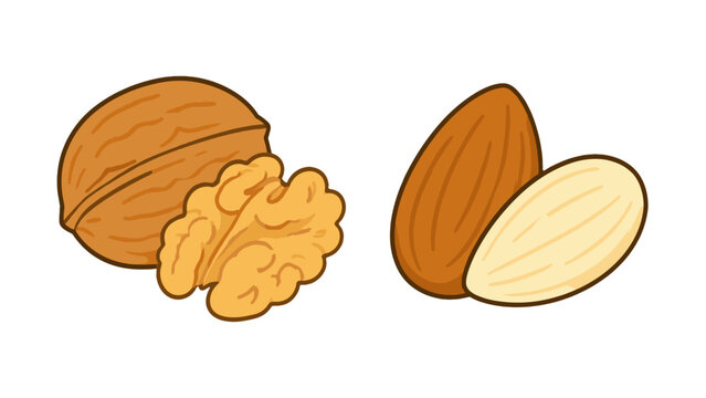 Walnut and almond nuts cartoon vector illustration