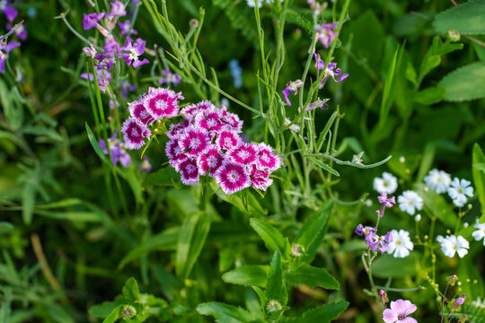 Vibrant Pink and White Sweet William Flowers