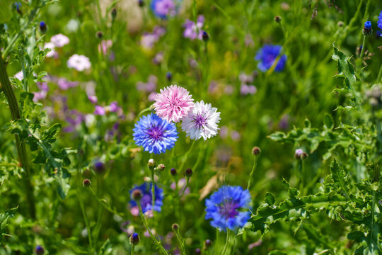 Vibrant blue and pink cornflowers in a summer meadow