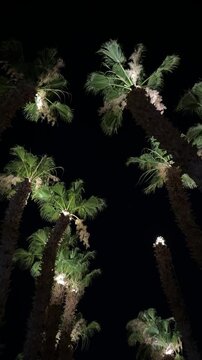 Palm trees illuminated by lights against night sky, tropical evening glow, magical resort atmosphere.