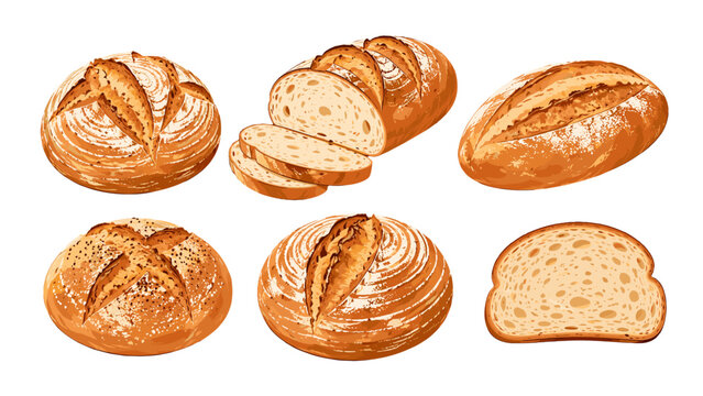 Hand drawn bread loaves and slices vector set on white
