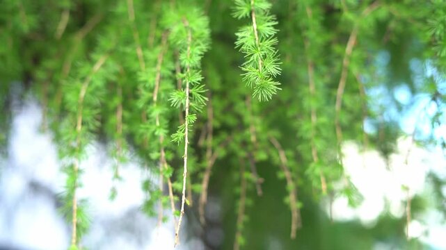 Fresh green larch tree branches with soft needles in summer park, bokeh background
