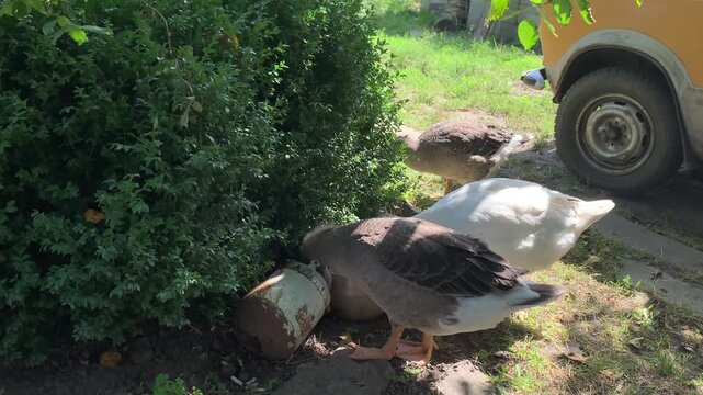 Three domestic geese near boxwood shrubs in a garden. Two gray geese stand beside a white goose as it pecks fresh boxwood leaves, showing natural feeding behavior outdoors.