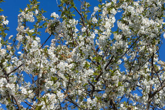 Detailed view of a tree branch displaying white blossoms and green leaves against a blue sky. No people are in this daytime outdoor nature scene.