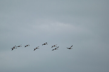 Fototapeta premium flock of cranes