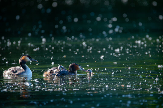 Great Crested Grebe (Podiceps cristatus)
