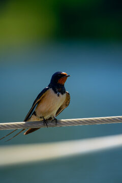barn swallow  (Hirundo rustica)