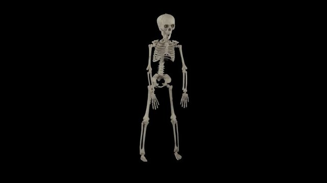 A 3d rendered human skeleton performing a dance move isolated on a black background for medical study