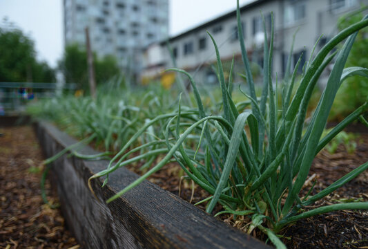 Green onions growing in a wooden raised garden bed at an urban community garden with apartment buildings in the background, during the daytime