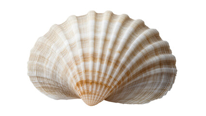 Isolated scallop shell, natural ocean beach marine object, beautiful mollusk souvenir © David