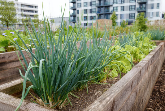 Green onions growing in a wooden raised garden bed in an urban community garden with modern apartment buildings in the background, during daytime