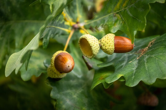 Ripe acorns on oak branch with green leaves, macro photography of autumn fruits of forest tree on blurred background