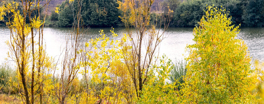 Yellow autumn trees on riverbank on sunny day, panoramic nature landscape with reflection in water