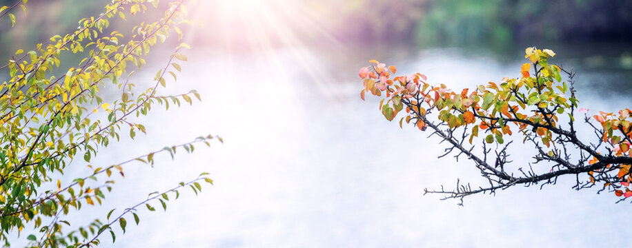 Autumn branches with yellow-green and orange leaves in sunny glow over river, panoramic nature landscape