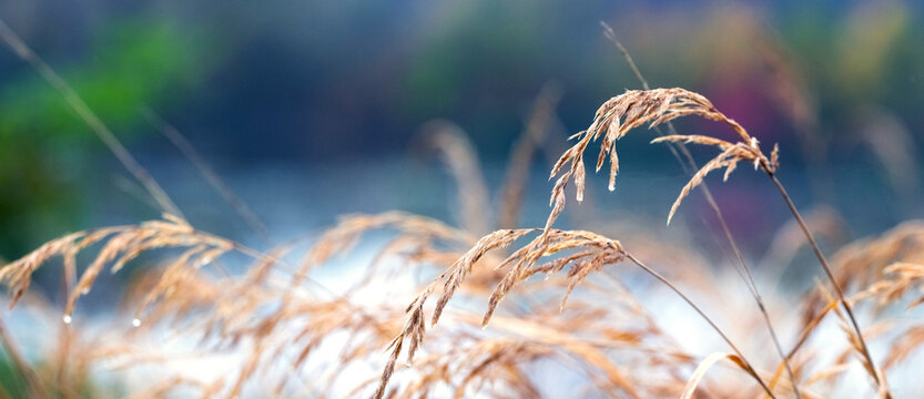 Dry golden grass stems with spikelets on blurred background of river and greenery, panoramic macro photography of nature